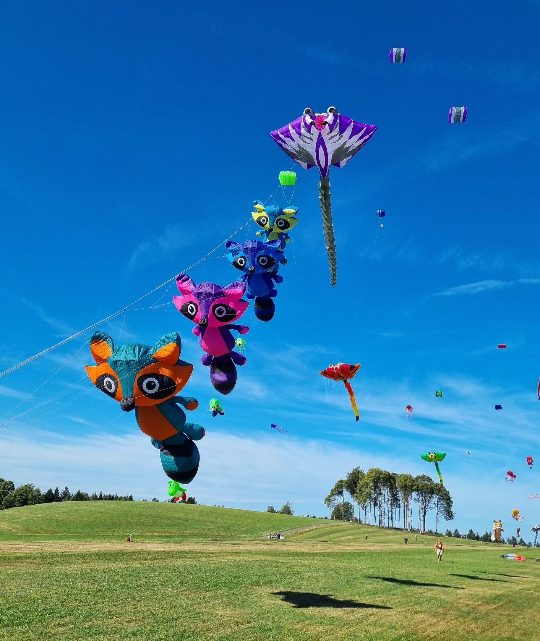 Drachen in Form von Waschbären in unterschiedlicher Farbe.