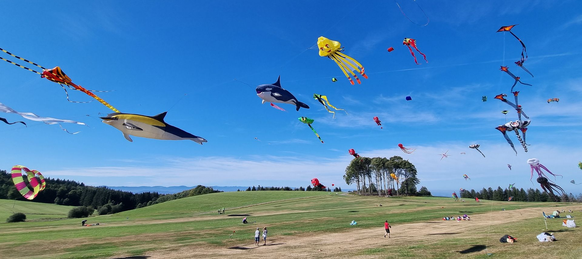 Bunte Drachen vor blauem Himmel über dem Flugplatz Hütten/Hotzenwald